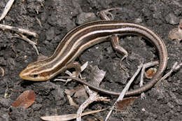 Image of Common Five-lined Skink