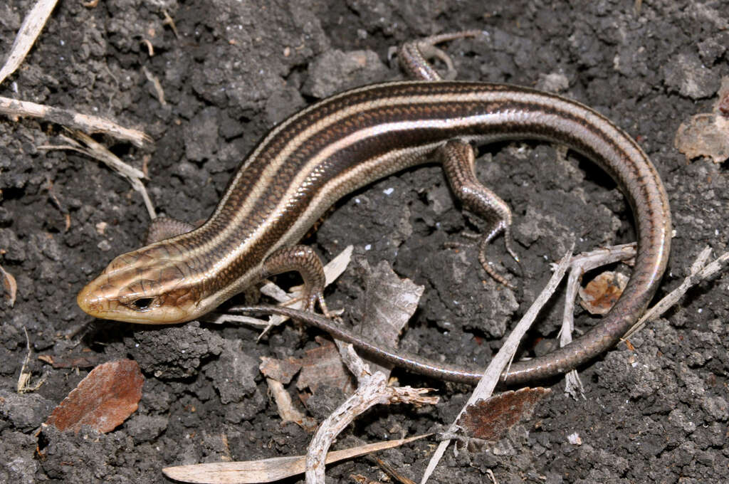 Image de Plestiodon fasciatus (Linnaeus 1758)