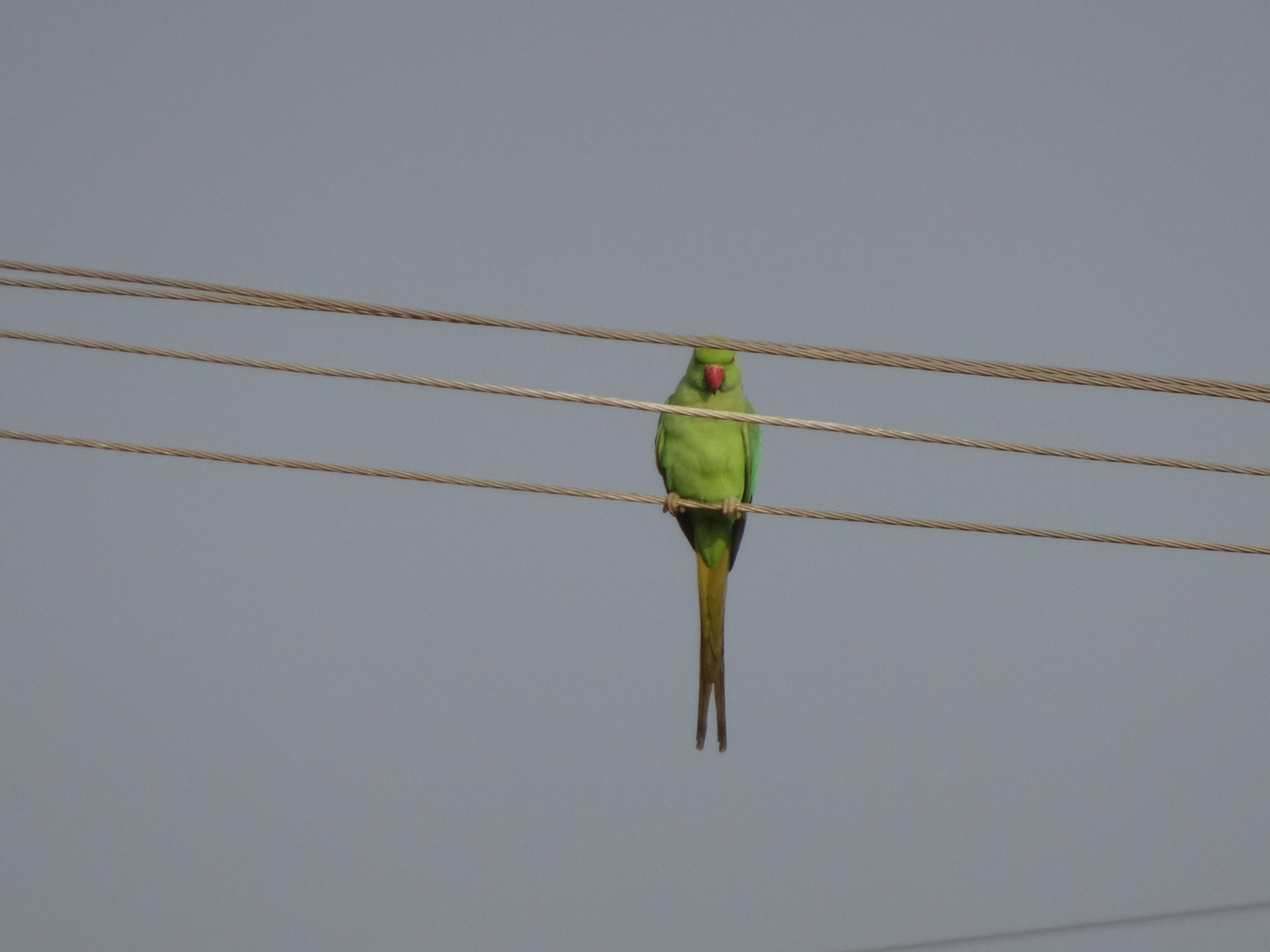 Image of Ring-necked Parakeet