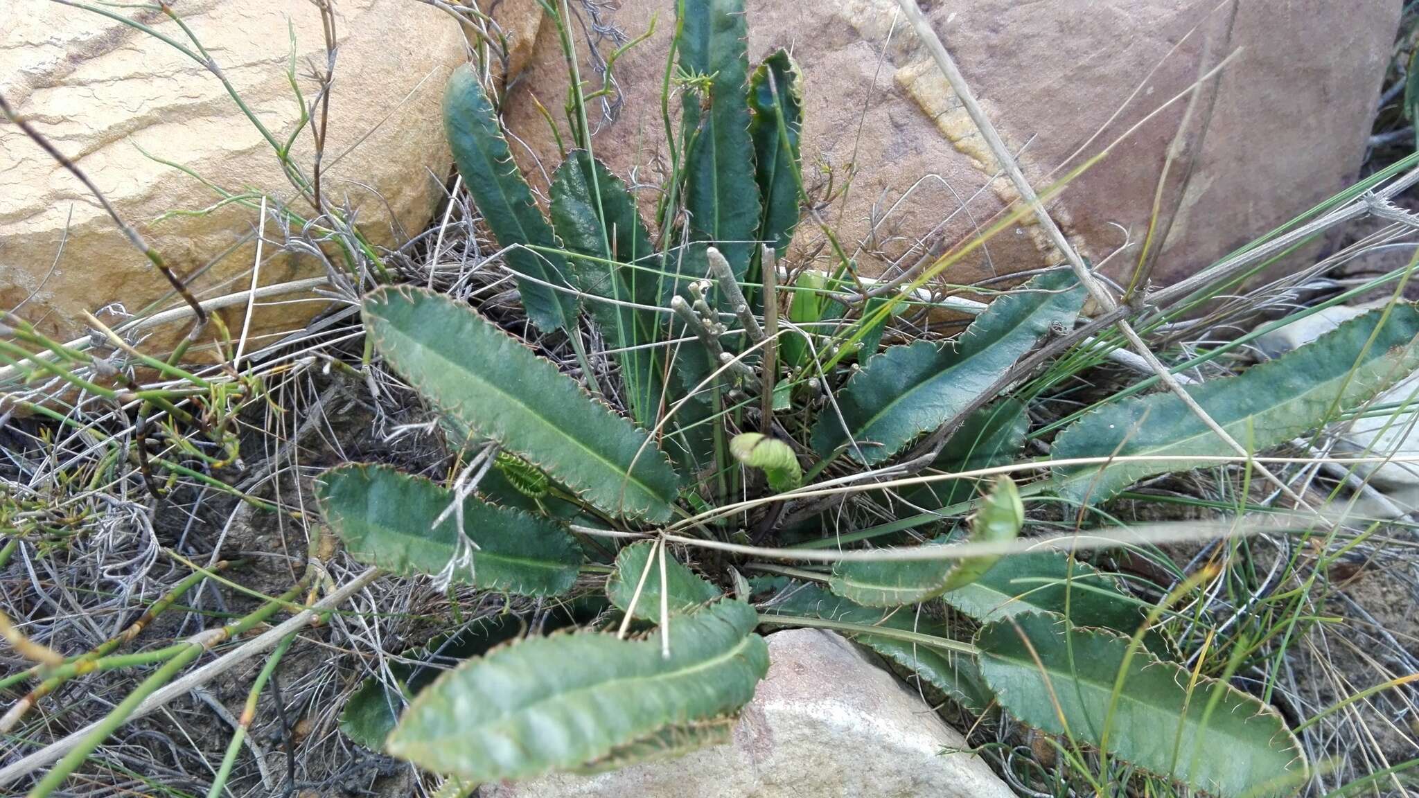 Image of Alepidea capensis (Berg.) R. A. Dyer