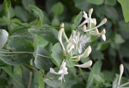 Image of Italian Honeysuckle