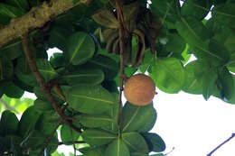 Image de Abricotier des Antilles