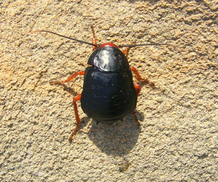 Image of Deropeltis erythrocephala (Fabricius 1781)