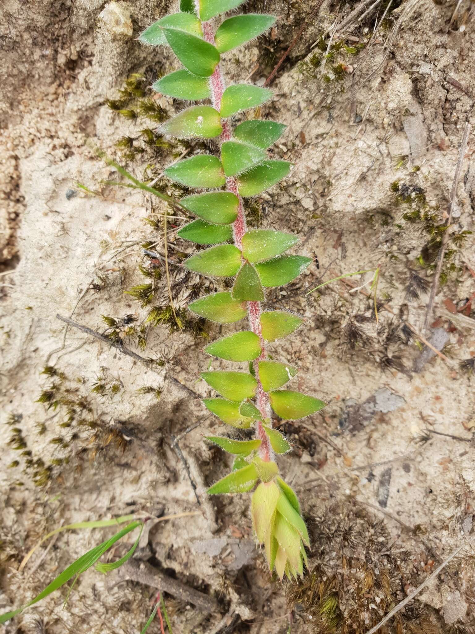 Image of Acrotriche prostrata F. Muell.