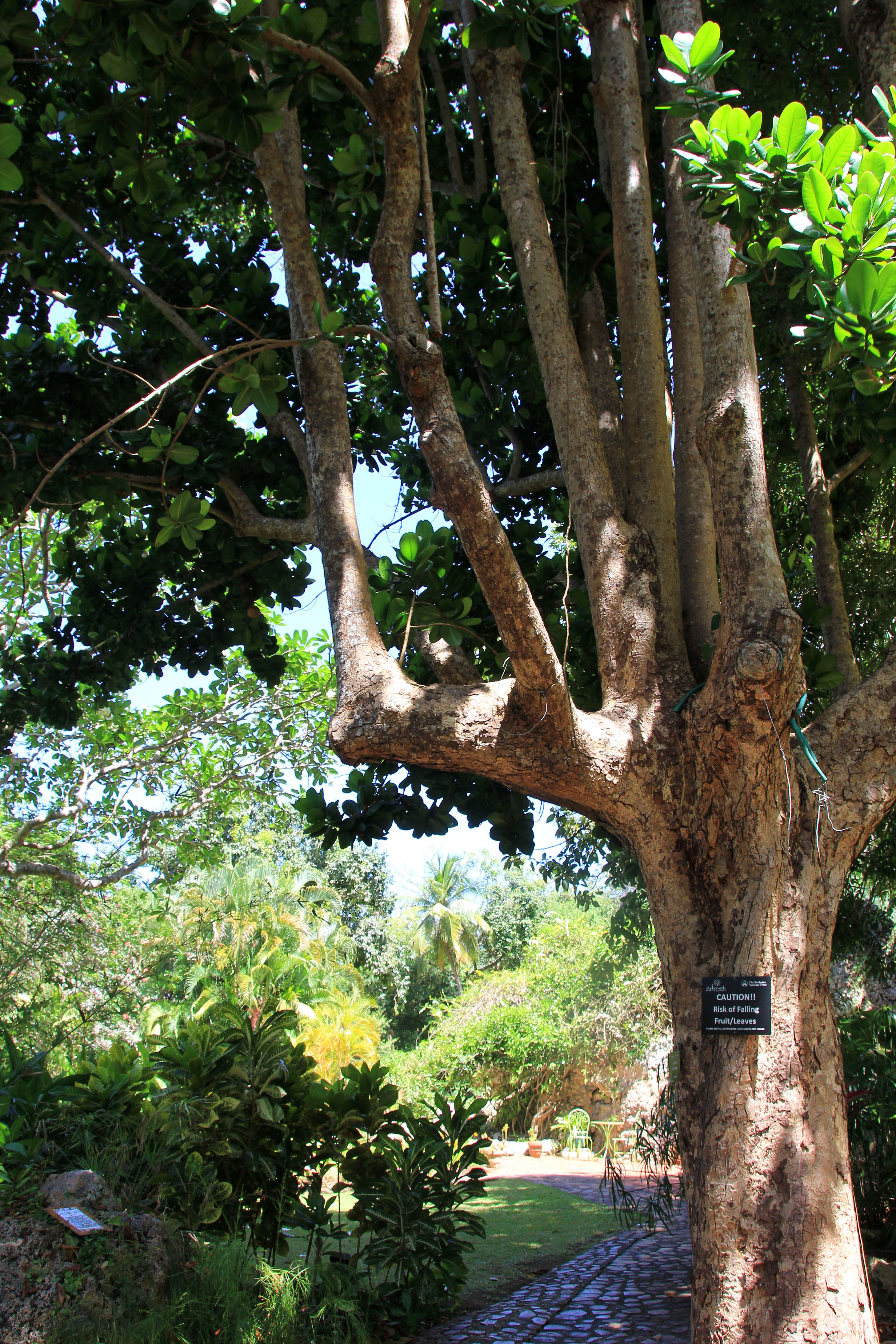 Image de Abricotier des Antilles