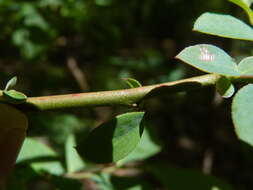 Sivun Vaccinium formosum Andr. kuva