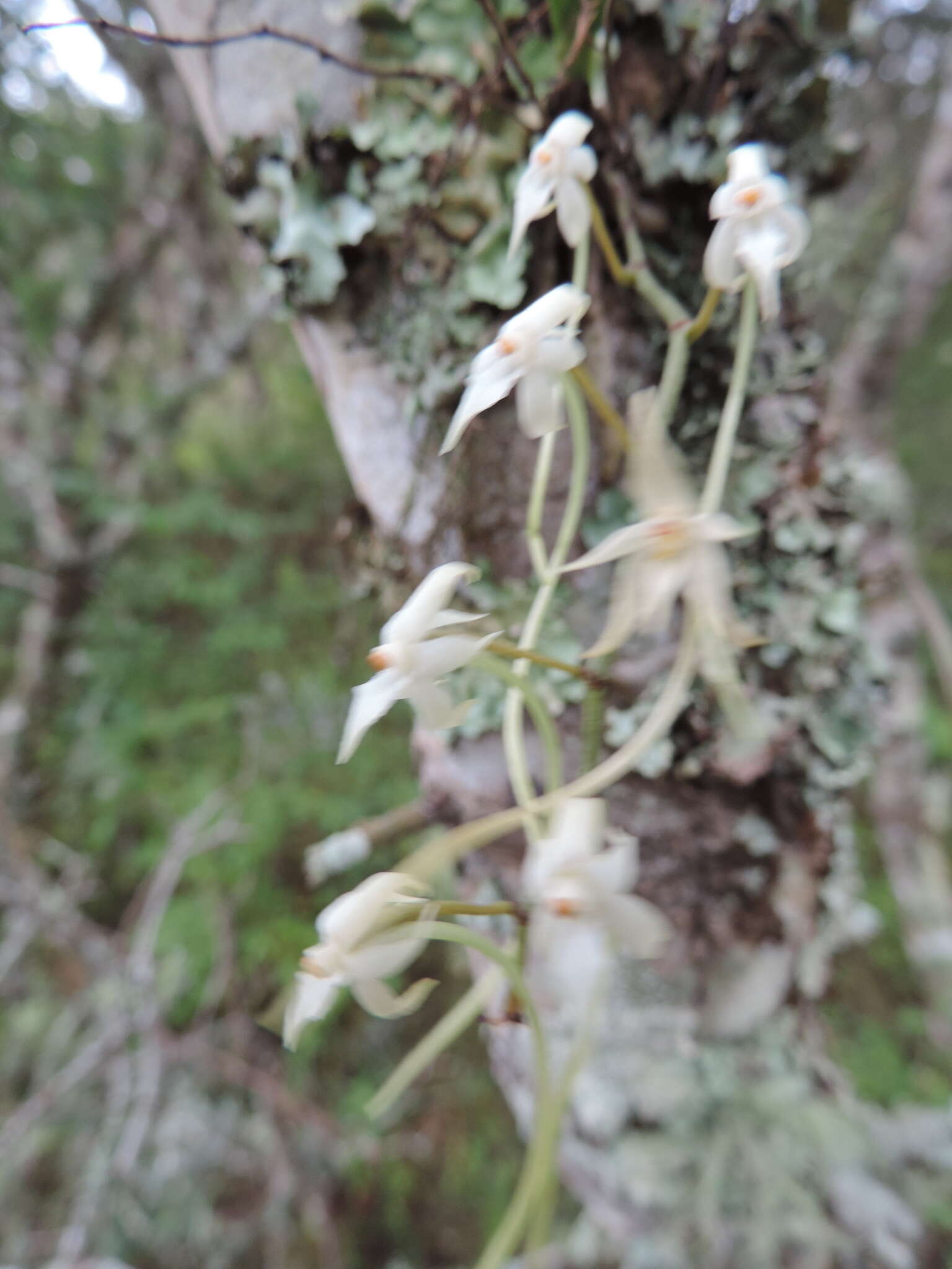 Image of Ypsilopus erectus (P. J. Cribb) P. J. Cribb & J. Stewart