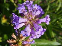 Penstemon procerus Dougl. ex Graham resmi