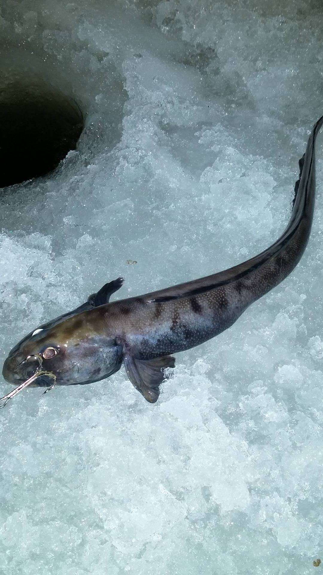 Image of Checker eelpout