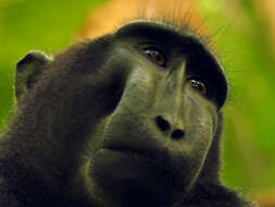 Image of Celebes crested macaque