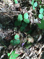 Sivun Desmodium rotundifolium (Michx.) DC. kuva