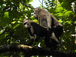 Image of Celebes crested macaque