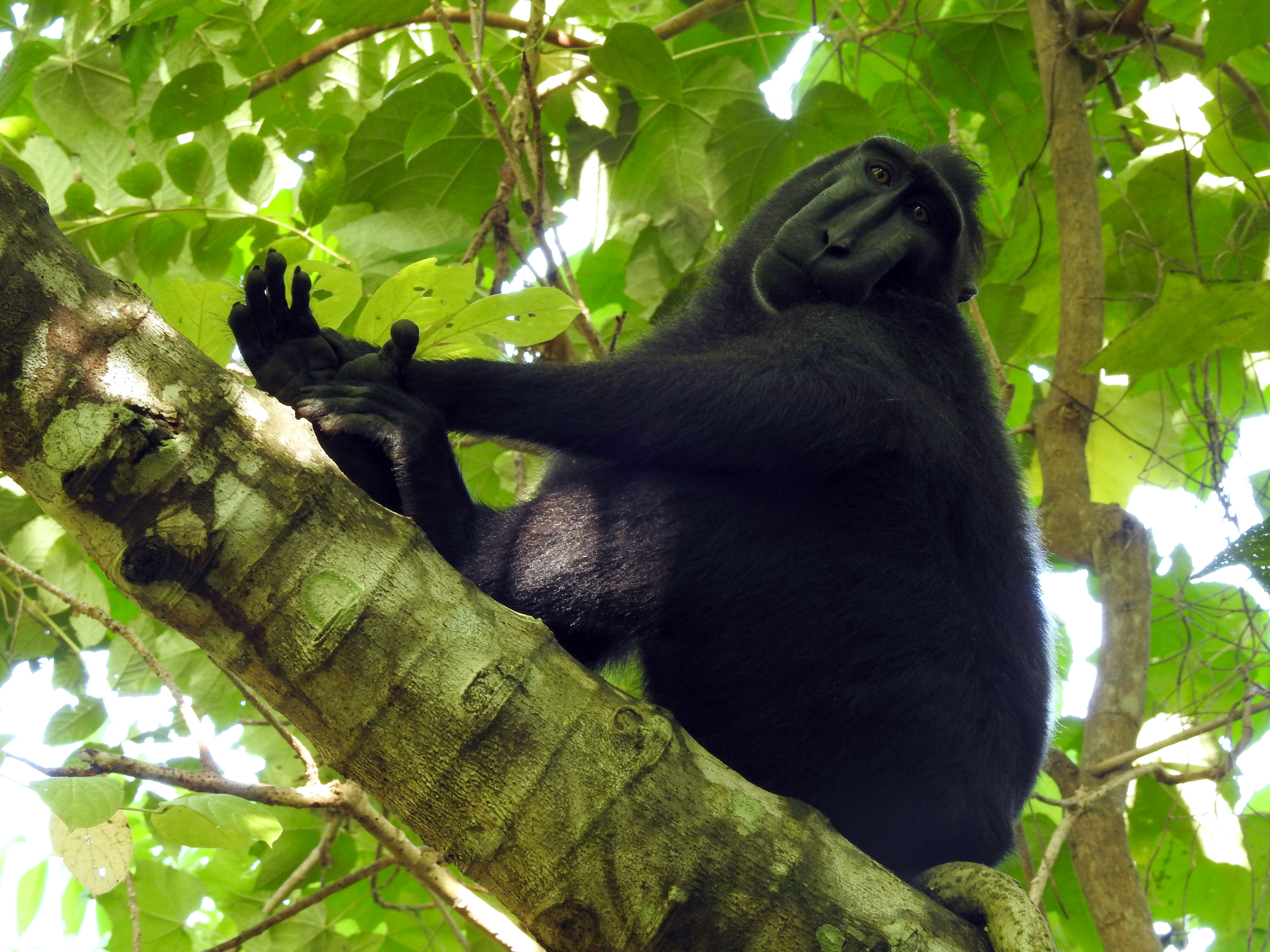 Image of Celebes crested macaque