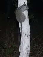 Image of Black-footed Mesembriomys