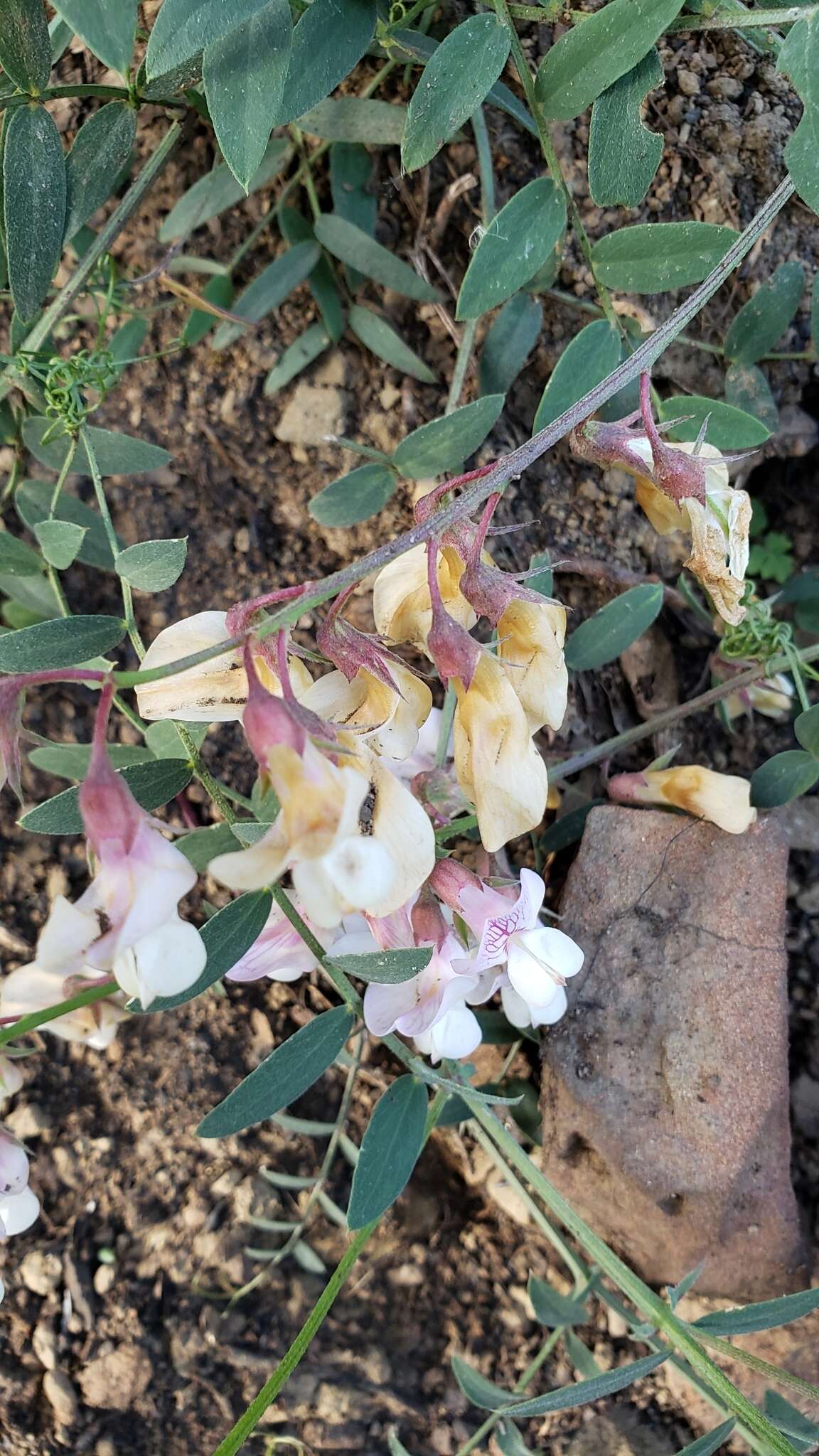 Image of Pacific pea