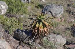 Image of Aloe lineata (Aiton) Haw.