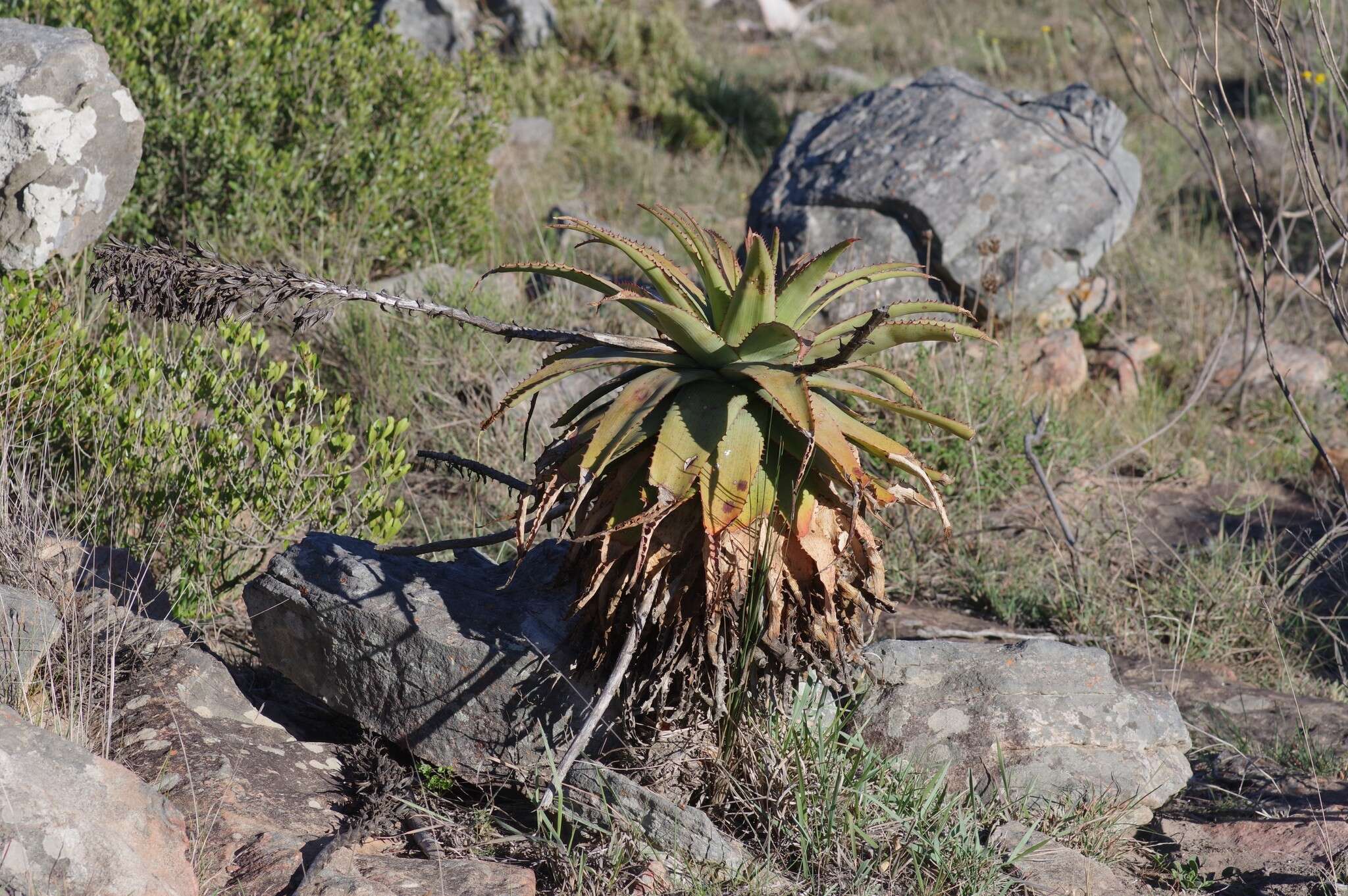 Image of Aloe lineata (Aiton) Haw.