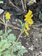 Image de Corydalis curvisiliqua subsp. occidentalis (Engelm. ex A. Gray) W. A. Weber