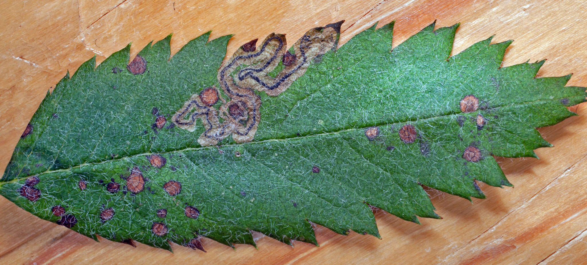 Image of Stigmella magdalenae (Klimesch 1950) Emmet 1979