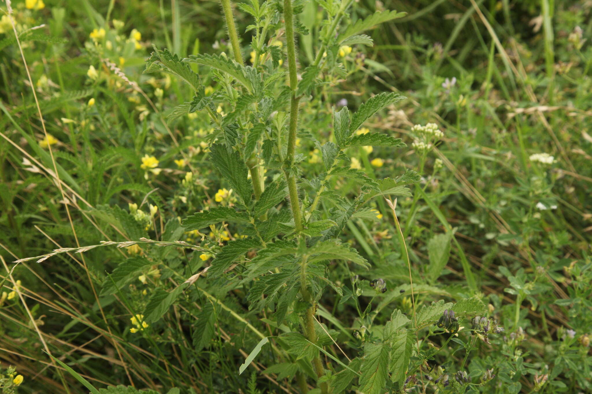 Image of fragrant agrimony