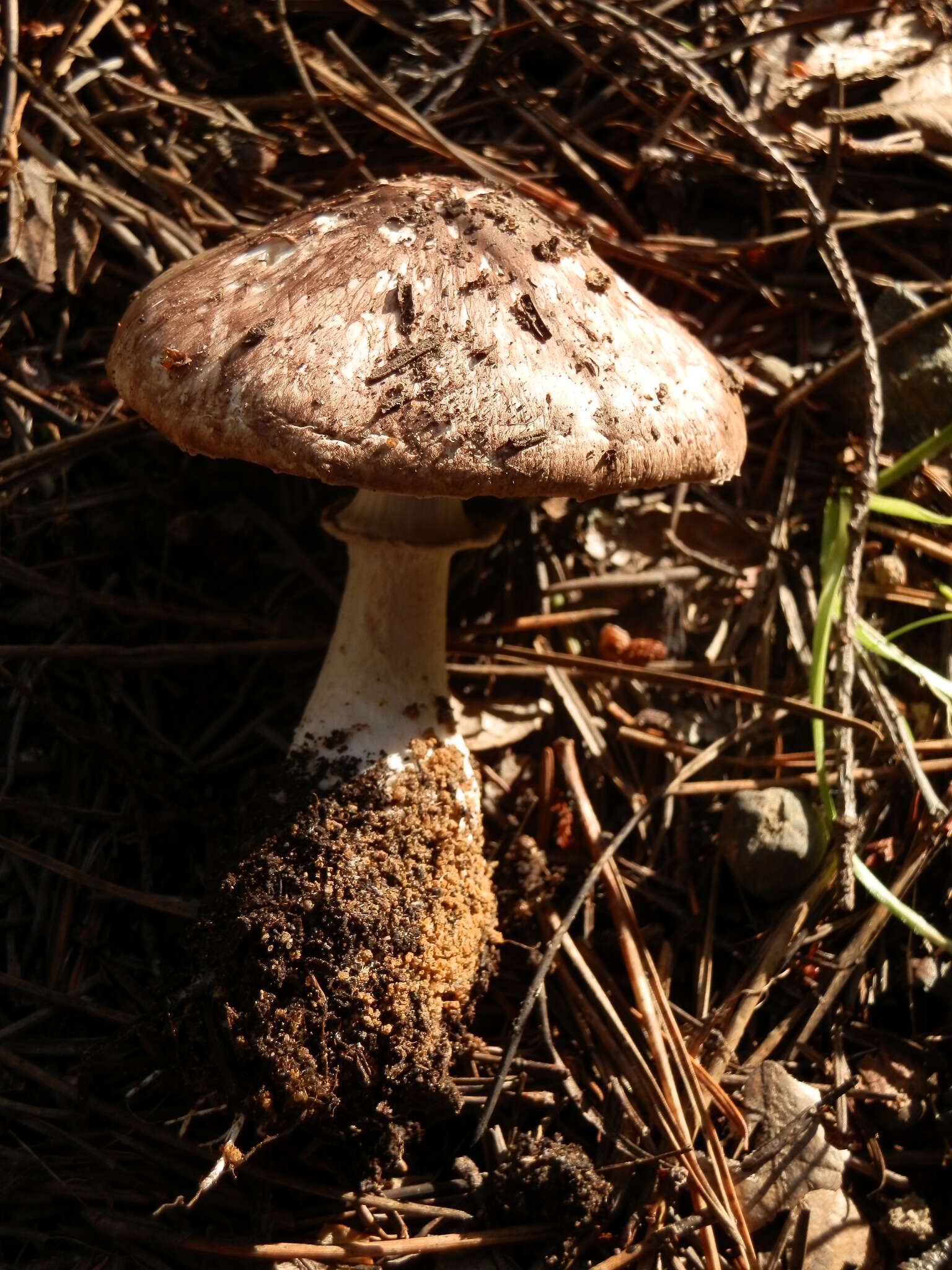 Plancia ëd Agaricus subrutilescens (Kauffman) Hotson & D. E. Stuntz 1938