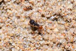 Image of Pheidole longiceps doddi Forel 1910