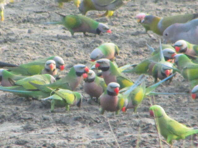 Image of Blossom-headed Parakeet