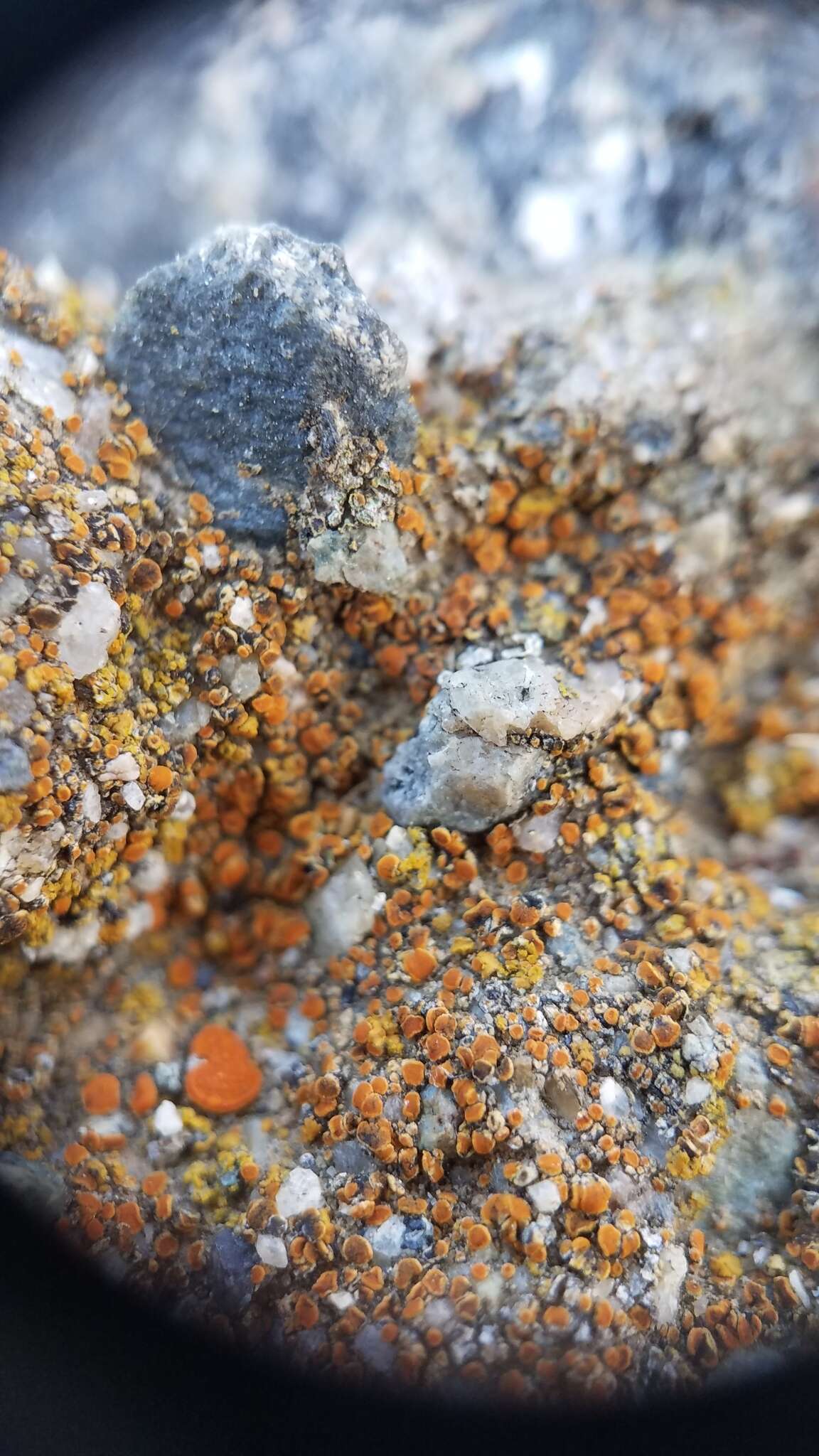 Image of orange lichen