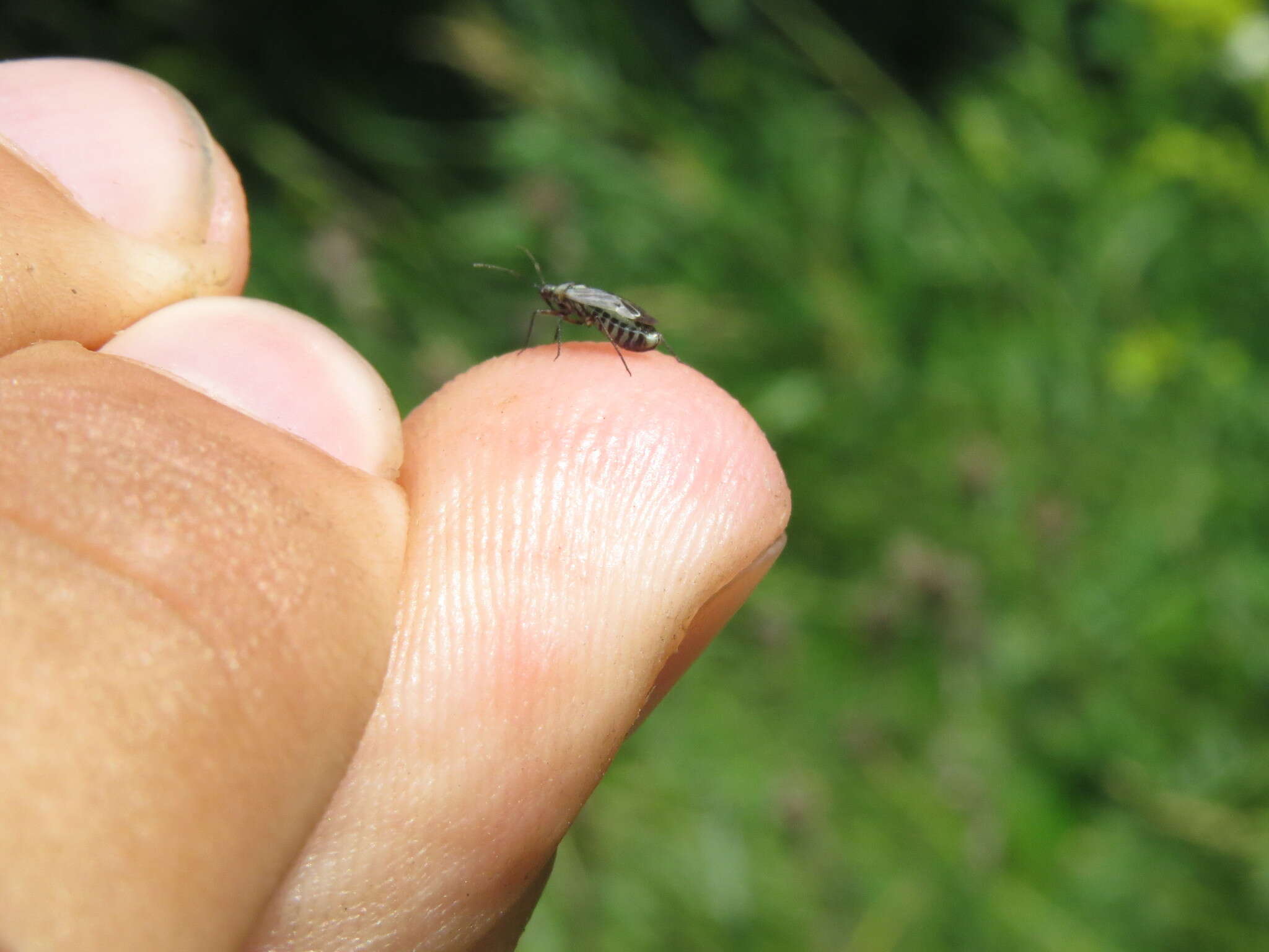 Macrotylus herrichi (Reuter 1873) resmi