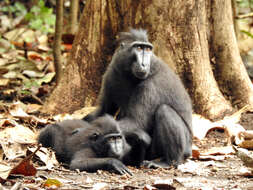 Image of Celebes crested macaque