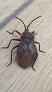 Image of Giant sweetpotato bug