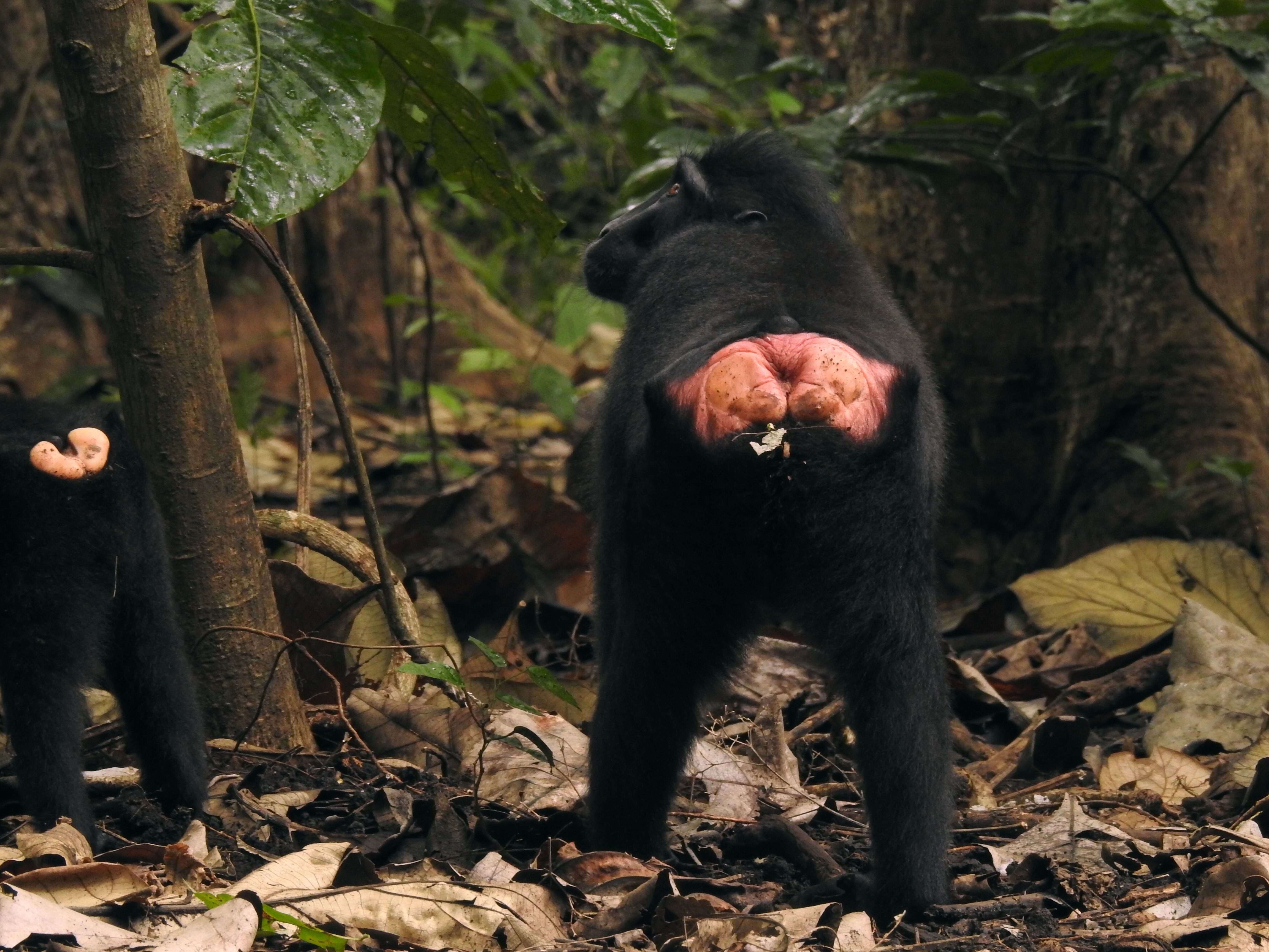 Image of Celebes crested macaque