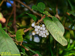 Image of Rhynchotechum discolor (Maxim.) B. L. Burtt