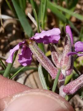 Plancia ëd Matthiola fruticulosa (L.) Maire