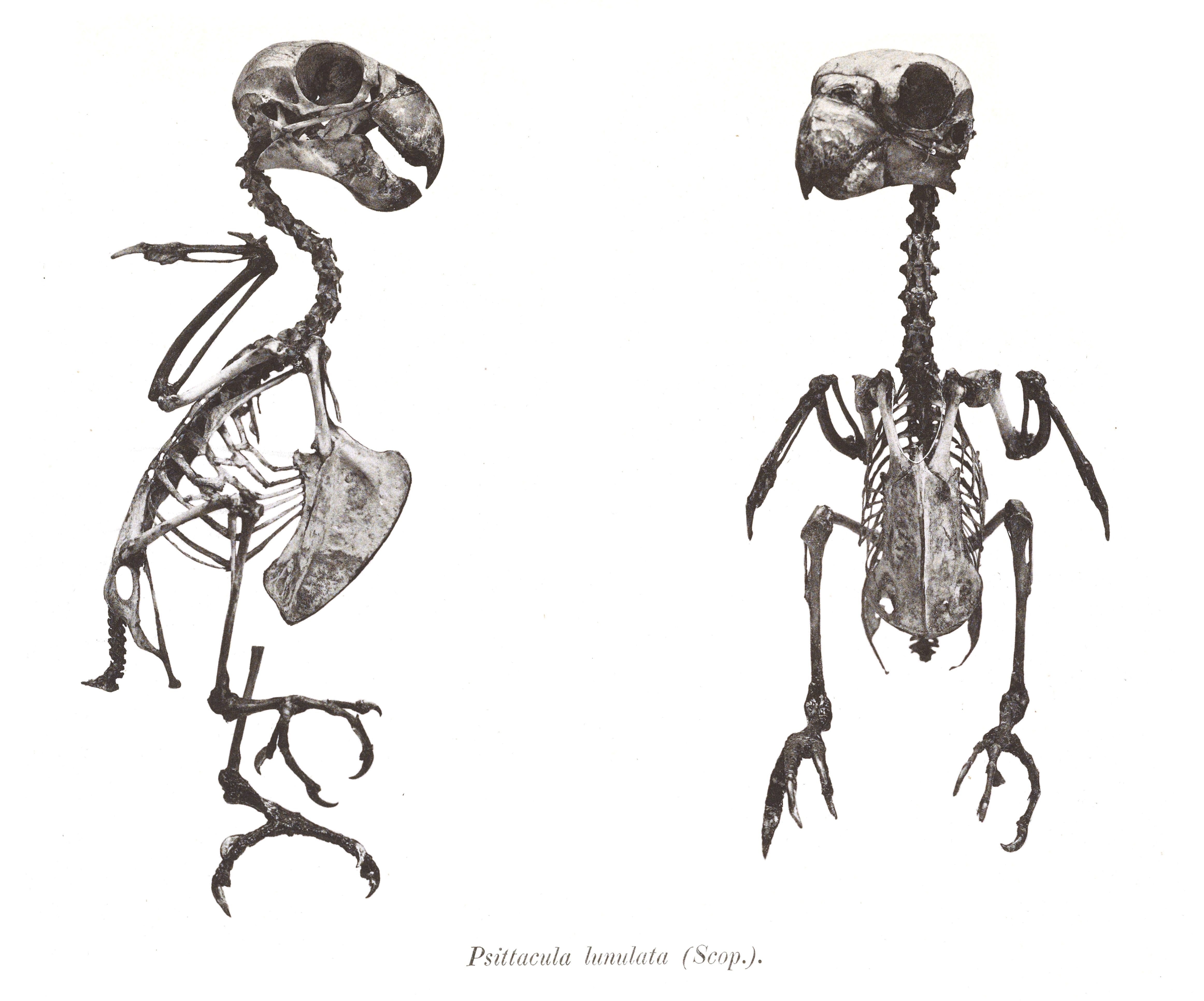 صورة Bolbopsittacus Salvadori 1891