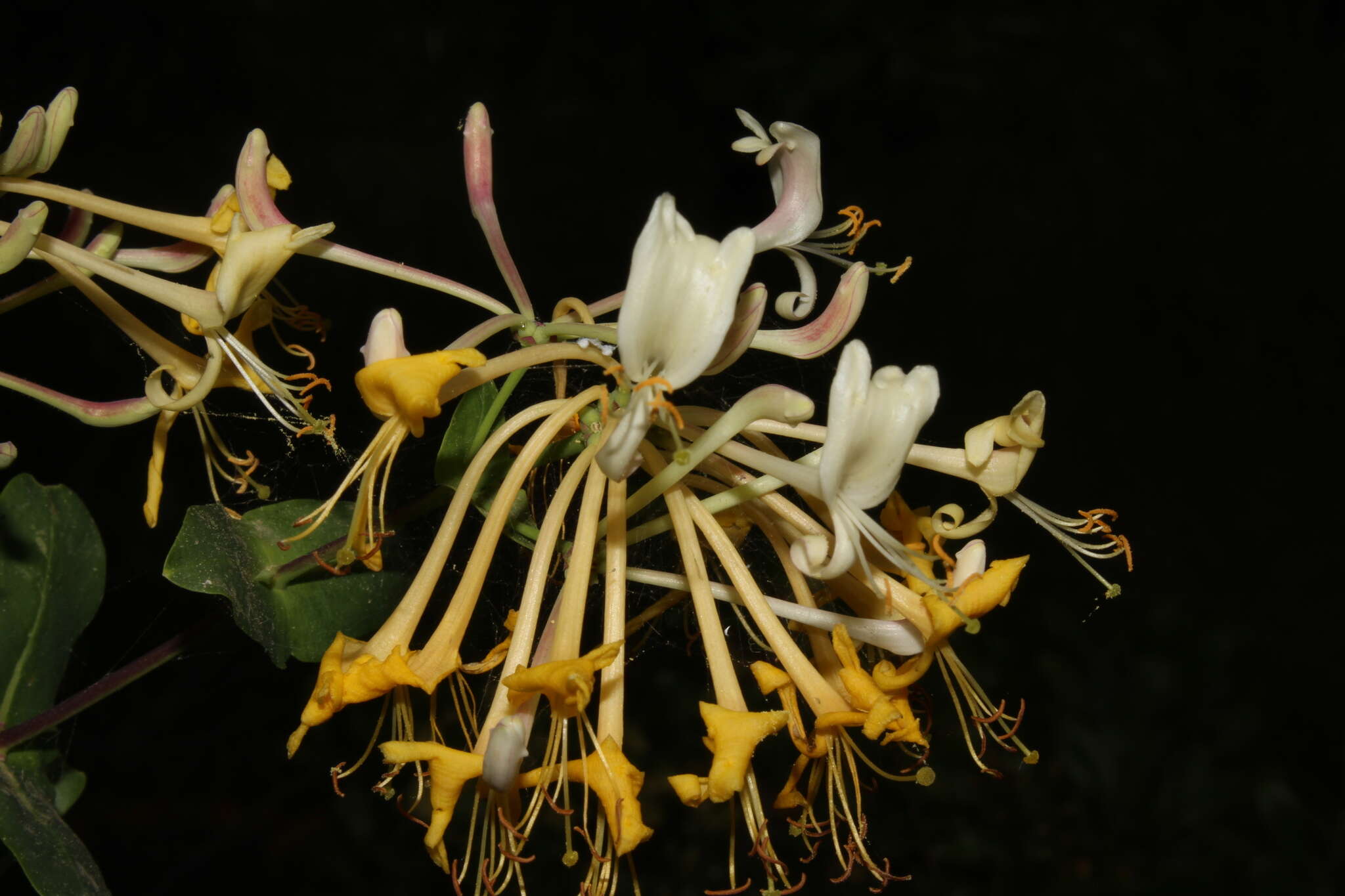 Image of Etruscan honeysuckle