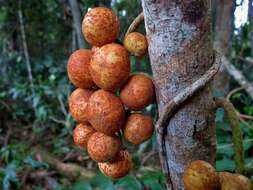 Слика од Dysoxylum parasiticum (Osbeck) Kosterm.