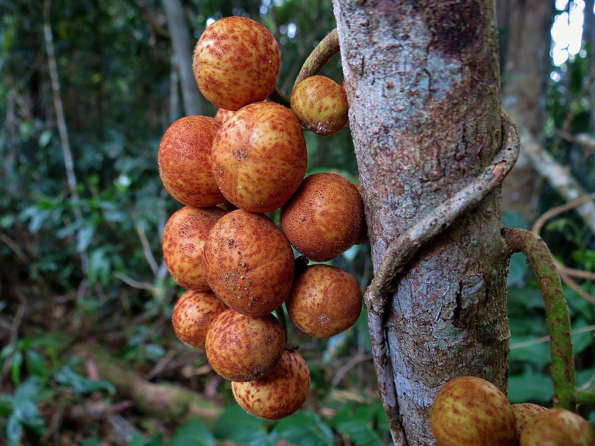 Слика од Dysoxylum parasiticum (Osbeck) Kosterm.