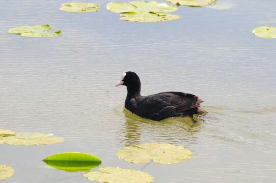 Image of Common Coot