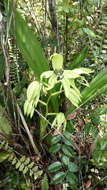 Image of Black orchid