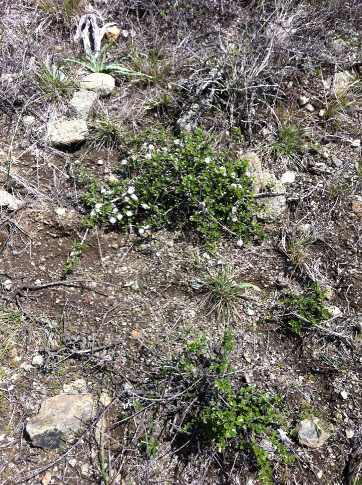 Image of Ceanothus decornutus V. T. Parker