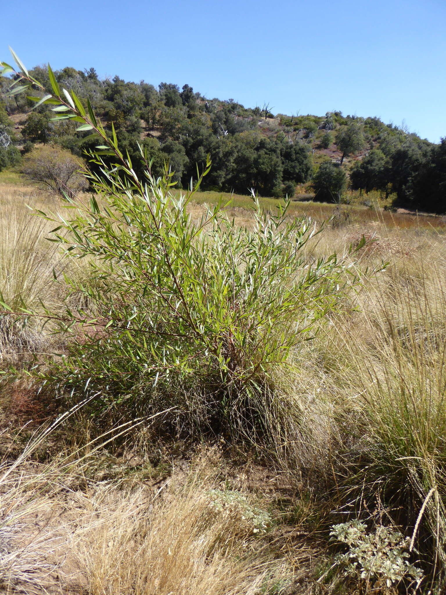 Image of red willow