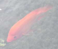 Image of Midas cichlid