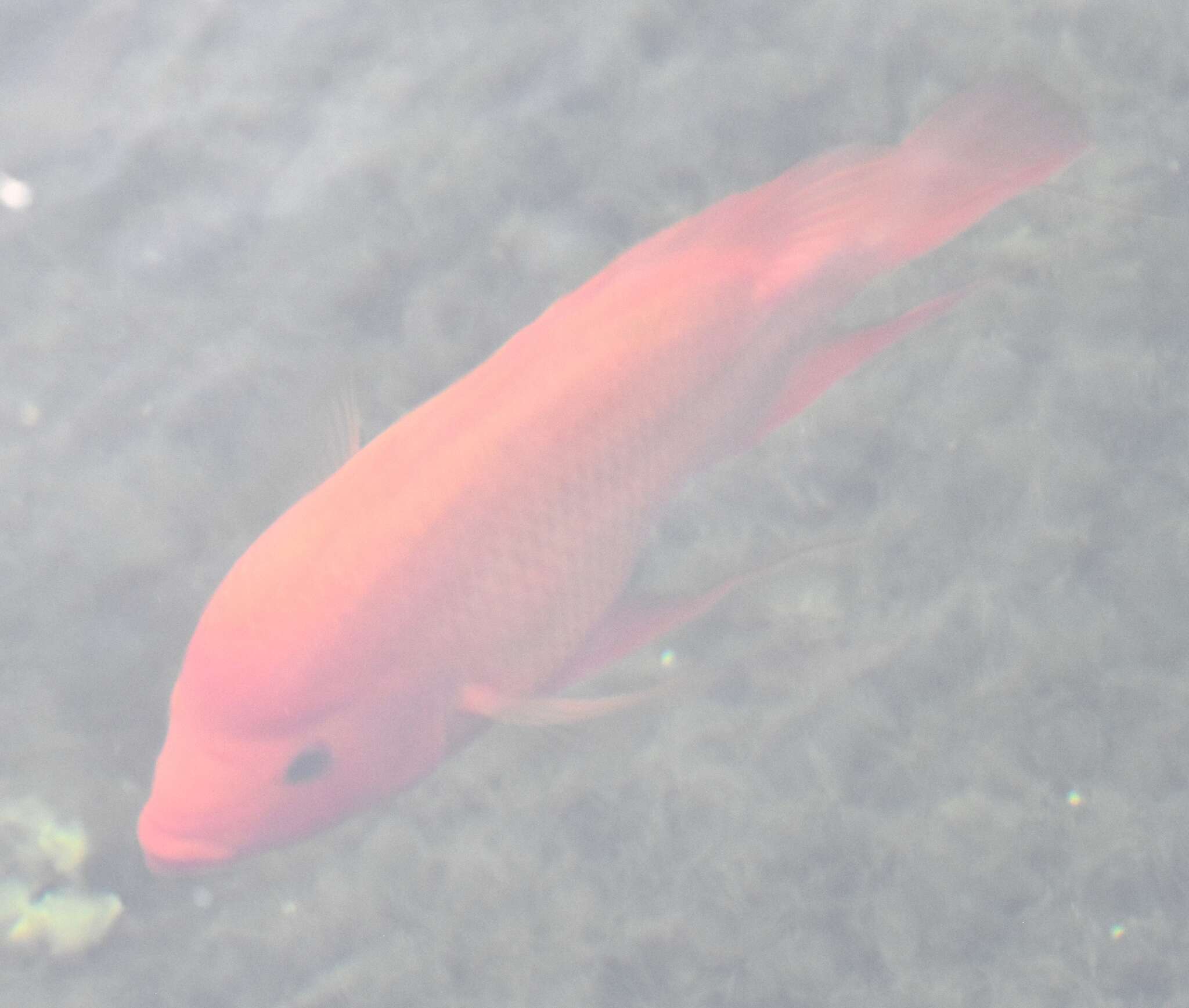 Amphilophus citrinellus (Günther 1864) resmi