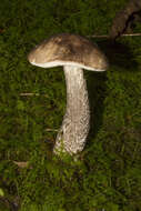 Image of Leccinum snellii A. H. Sm., Thiers & Watling 1967