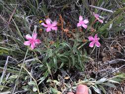 Imagem de Phlox amabilis Brand