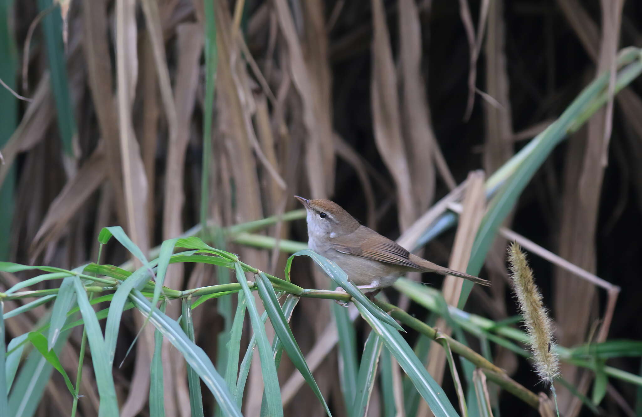 Image of Manchurian Bush Warbler