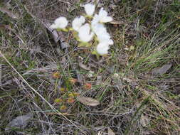 صورة Drosera huegelii var. huegelii