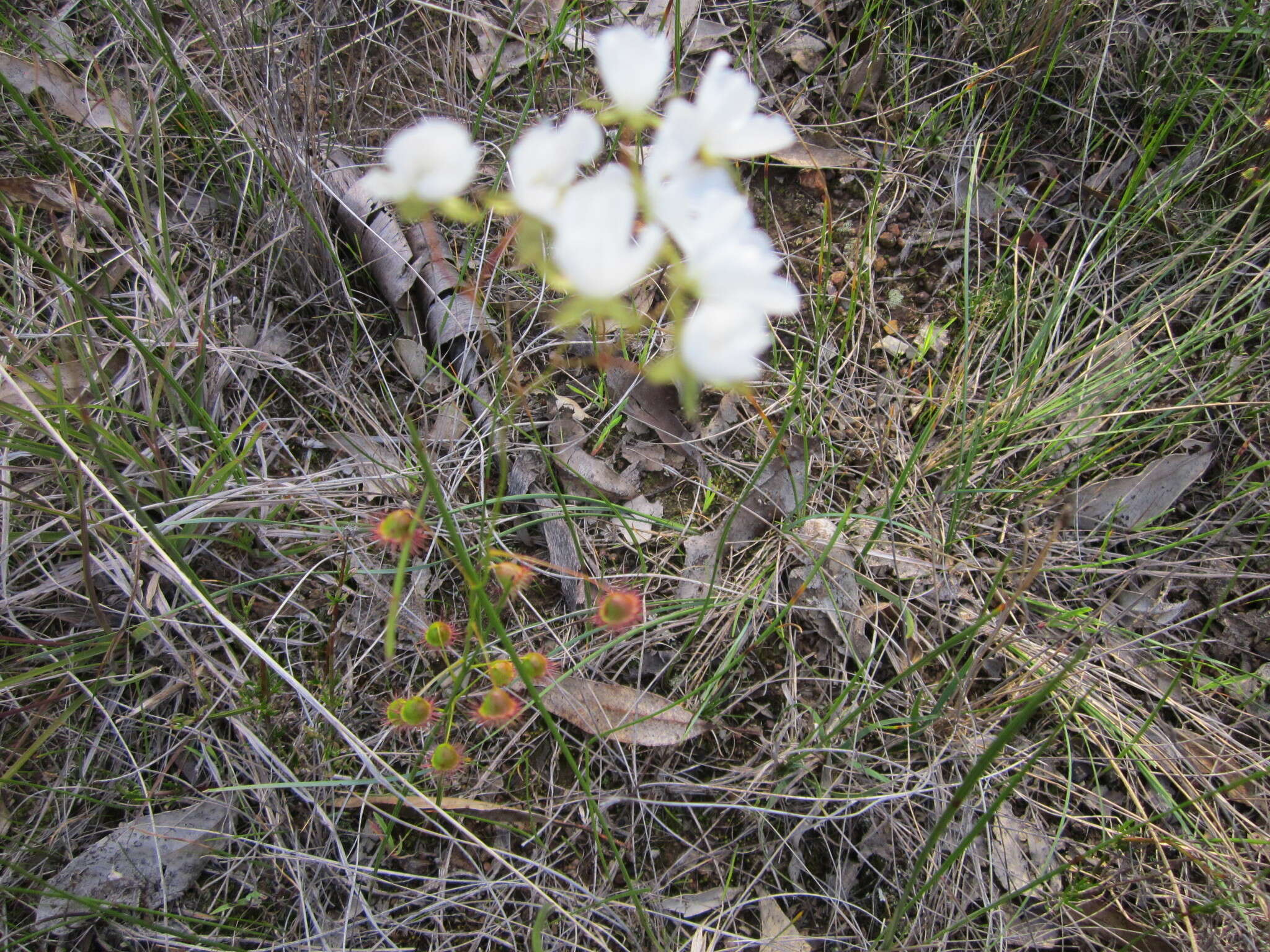 Imagem de Drosera huegelii var. huegelii