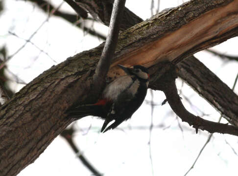 Image of Great Spotted Woodpecker